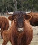 brunalas
