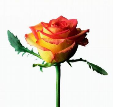 roze
